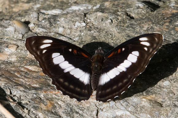 Athyma selenophora ♂-0743 -Doi-Suthep - 13/11/23