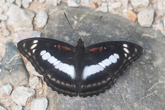 Athyma selenophora-8941 - Chiang Dao - 14/11/23