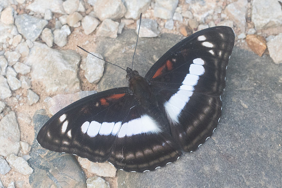 Athyma selenophora-8966 Chiang Dao - 14/11/23