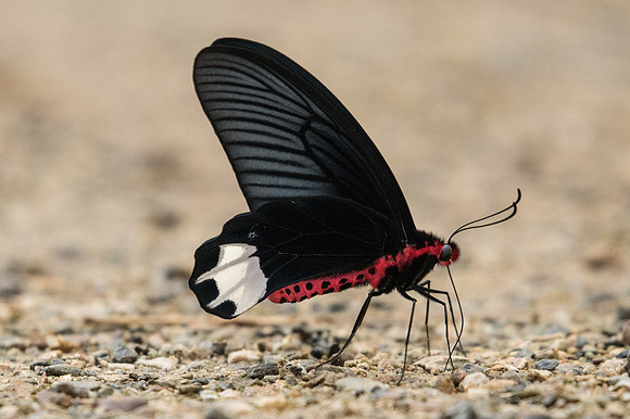 Atrophaneura varuna zaleucus - Chiang Dao - 15/11/23 - 1726