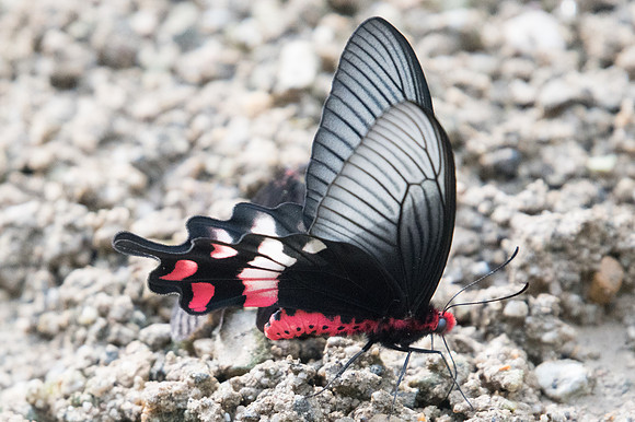 Atrophaneura / Byasa adamsoni adamsoni- Chiang Dao - 15/11/23 -1827