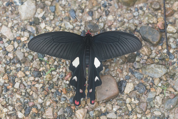 Byasa dasarada barata- Chiang Dao - 14/11/23 - 1450