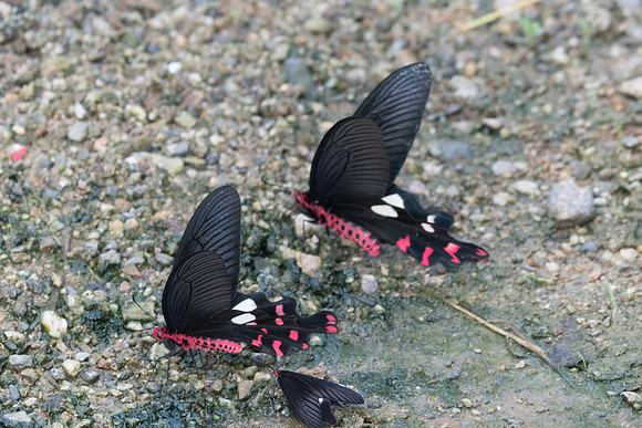 Byasa polyeuctes et dasarada-Chiang Dao - 16/11/23 - 0235