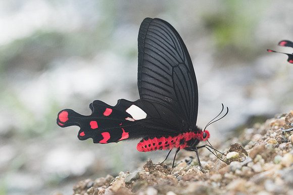 Byasa polyeuctes polyeuctes- Chiang Dao- 14/11/23 - 1465