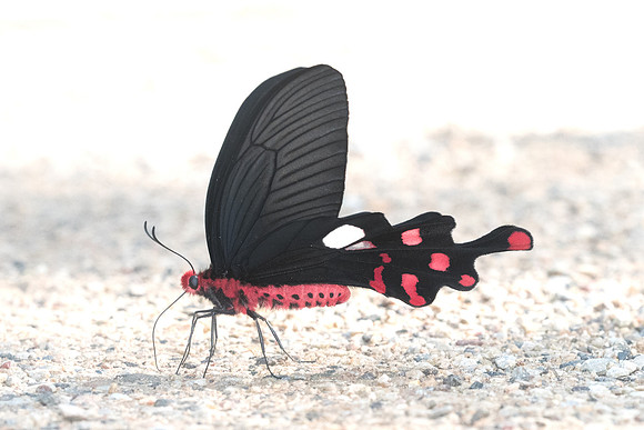 Byasa polyeuctes polyeuctes- Chiang Dao  - 14/11/23 - 9582