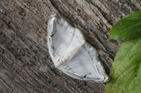 Drepanidae