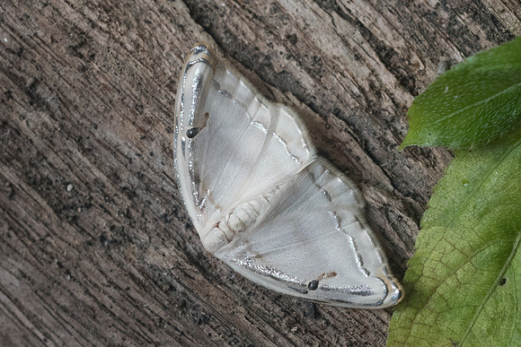 Callidrepana gelidata-0008 - Chiang Dao - 16/11/23
