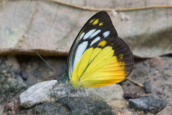 Cepora iudith lea -6152 -  Phanom Bencha Mountain Resort - 24/11/23