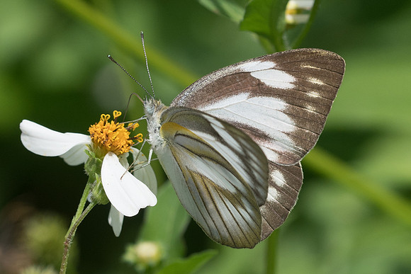 Cepora nerissa-2466 - Chiang Rai - 18/11/23