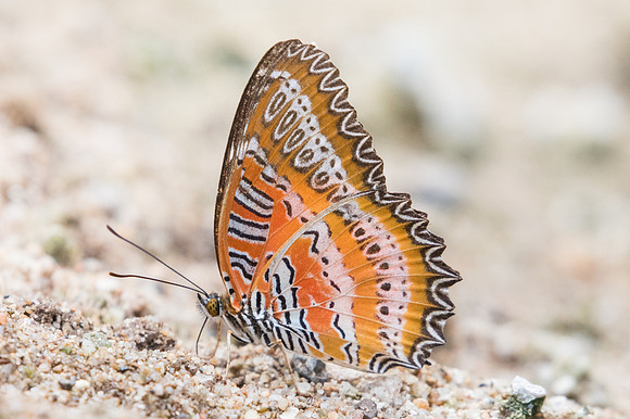 Cethosia biblis -2558 -Chiang Dao - 14/11/23