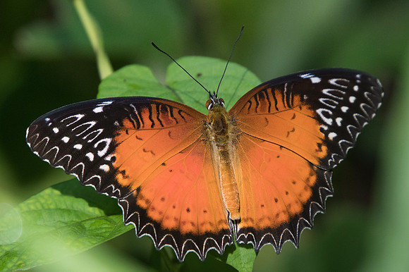 Cethosia biblis-1880 Chiang Dao - 15/11/23