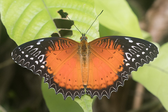 Cethosia biblis-8727 Chiang Dao - 14/11/23