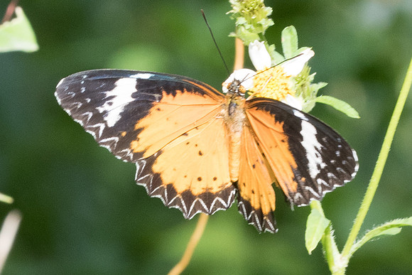 Cethosia cyane-7391 - Krabi - 28/11/23
