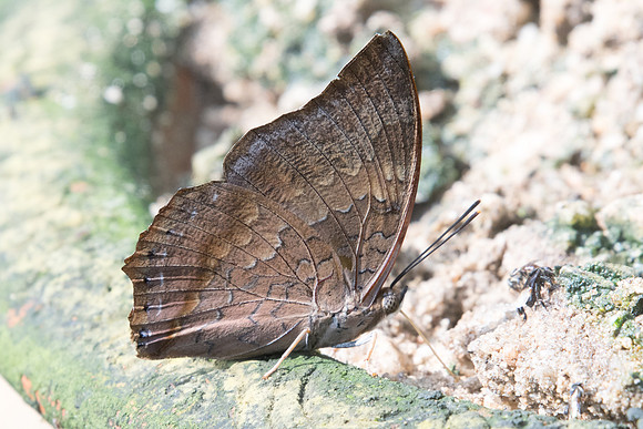 Charaxes bernardus hierax-1034 - Chiang Dao - 16/11/23