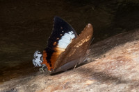 Charaxes bernardus-1178 - Doi-Suthep - 13/11/23
