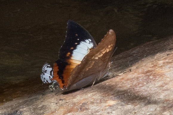 Charaxes bernardus-1178 - Doi-Suthep - 13/11/23