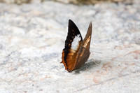 Charaxes bernardus-1205 - Doi-Suthep - 13/11/23