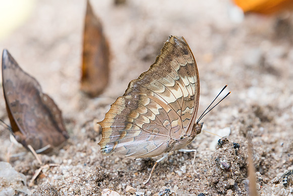 Charaxes bernardus-1312 - Chiang Dao - 16/11/23