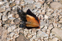 Charaxes bernardus-1829 - Chiang Dao - 15/11/23