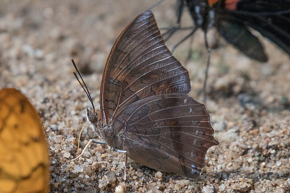 Charaxes bernardus-2153- Chiang dao - 15/11/23