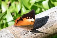 Charaxes bernardus-2003 -Chiang Dao - 15/11/23