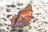 Charaxes bernardus-2764 - Chiang dao 15/11/23