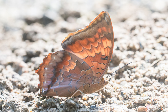 Charaxes bernardus-2764 - Chiang dao 15/11/23