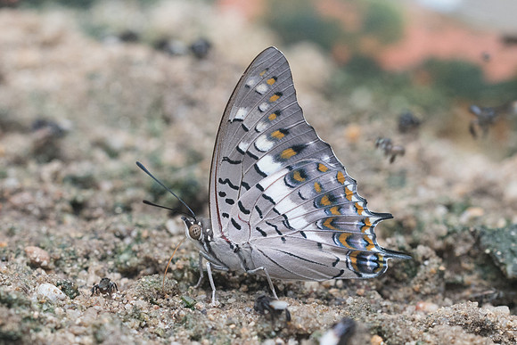 Charaxes solon-1594 -  Chiang dao 16/11/23
