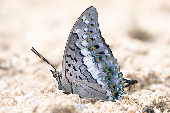 Charaxes solon-2077- Chiang dao - 15/11/23