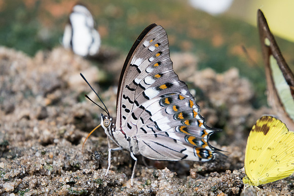 Charaxes solon-8257 - Chiang dao 14/11/23