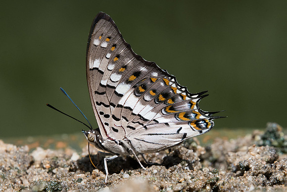 Charaxes solon-8336 - Chiang dao 14/11/23
