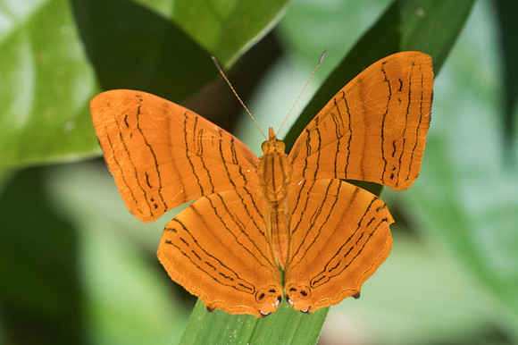 Chersonesia intermedia rahrioides -2708- Chiang dao - 15/11/23