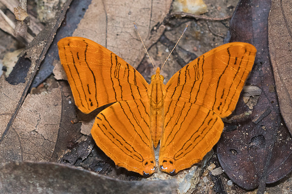 Chersonesia intermedia rahrioides-1659 - - Chiang dao 16/11/23