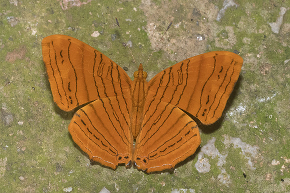 Chersonesia intermedia-1601 - Chiang dao - 14/11/23