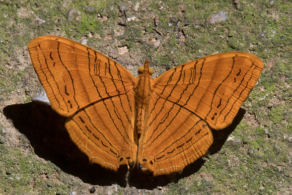 Chersonesia intermedia-8522- Chiang dao 14/11/23