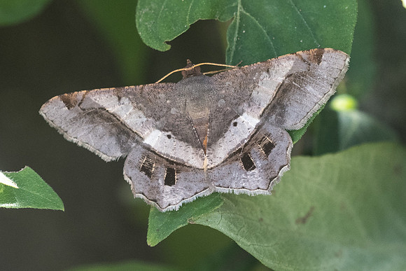 Chiasmia eleonora-3531 - Chiang Rai - 20/11/23