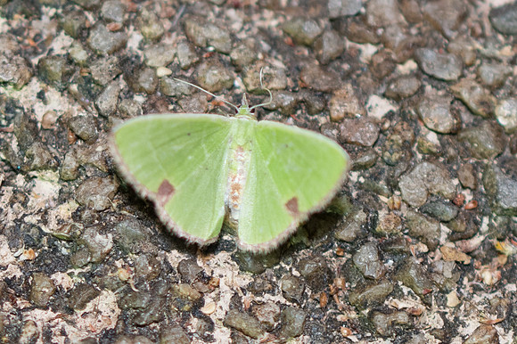 Comibaena fuscidorsata id--3760 - Chiang Rai - 19/11/23