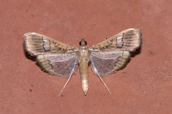 Maruca vitrata-3586 - Chiang Rai - 17/11/23