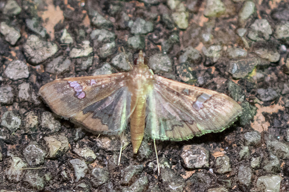 Maruca vitrata-3636 - Chiang Rai - 18/11/23