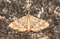 Glyphodes caesalis-3756 - Chiang Rai - 19/11/23