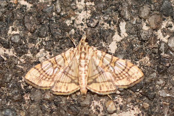Glyphodes caesalis-3756 - Chiang Rai - 19/11/23