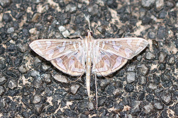 Nausinoe perspectata-3782 - Chiang Rai - 19/11/23