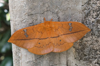 Cricula trifenestrata-2494 - Chiang Rai - 18/11/23