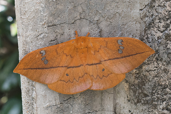 Cricula trifenestrata-2494 - Chiang Rai - 18/11/23