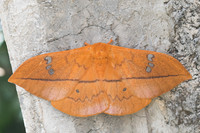 Cricula trifenestrata-2530 - Chiang Rai - 18/11/23