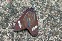 Cyclosia papilionaris-3599 - Chiang Rai - 17/11/23