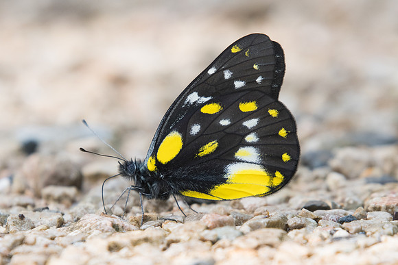 Delias belladonna hedybia-8415 - Chiang Dao- 14/11/23