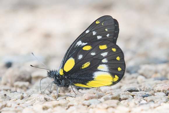 Delias belladonna hedybia-8417 - Chiang Dao- 14/11/23