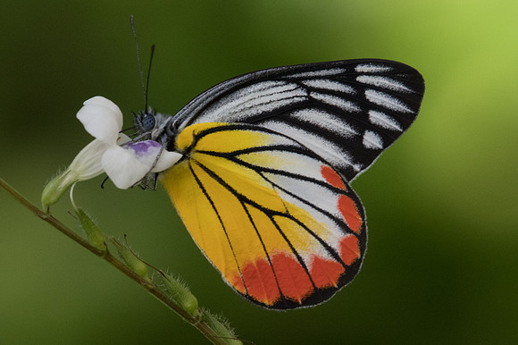 Delias hyparete indica-2270 - Chiang Dao- 15/11/23