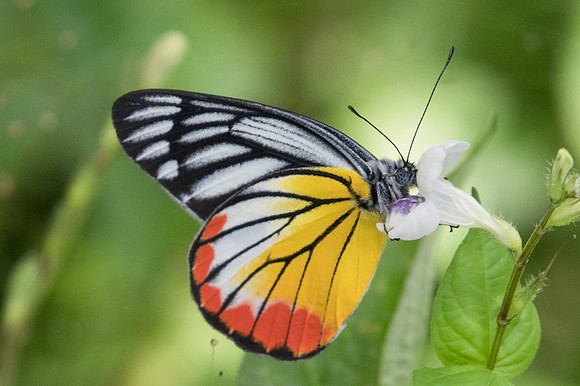 Delias hyparete indica-2279 -Chiang Dao- 15/11/23